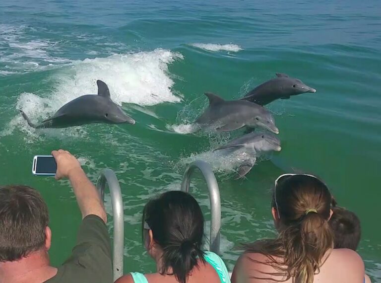 dolphin snorkeling cruise