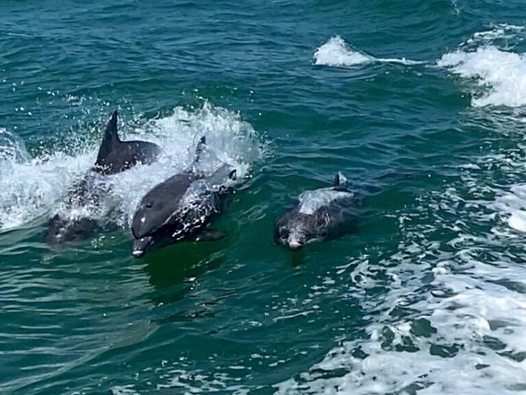 dolphin-snorkeling-tour